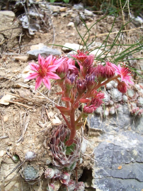 Image of Sempervivum arachnoideum specimen.