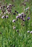 Cirsium setosum