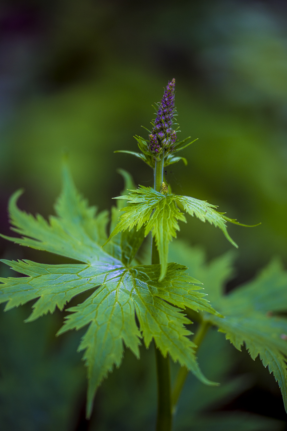 Image of Aconitum septentrionale specimen.