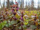 Lamium maculatum