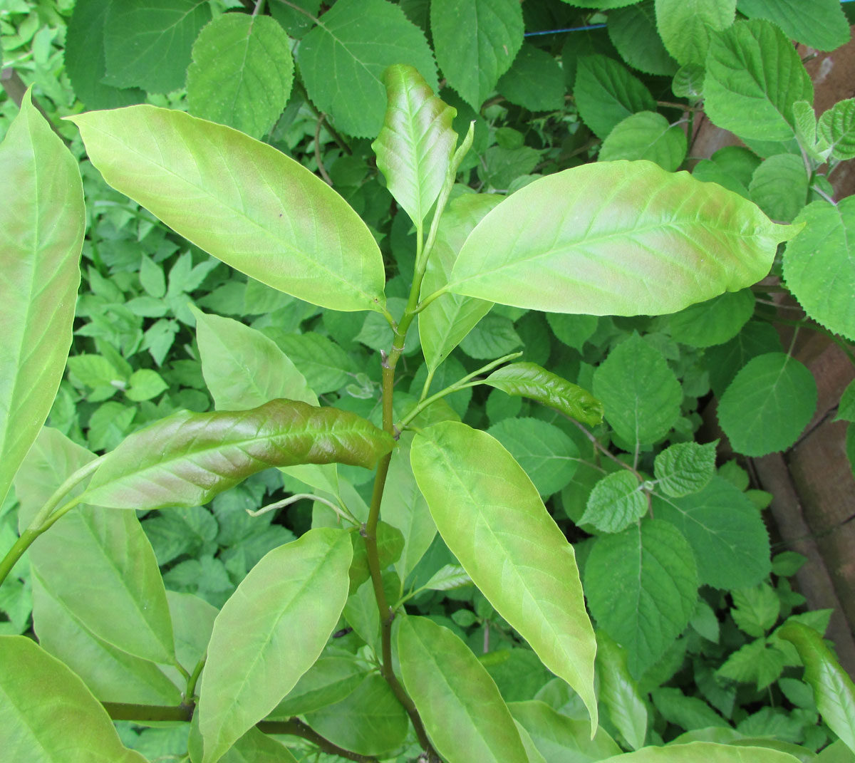 Image of Magnolia biondii specimen.