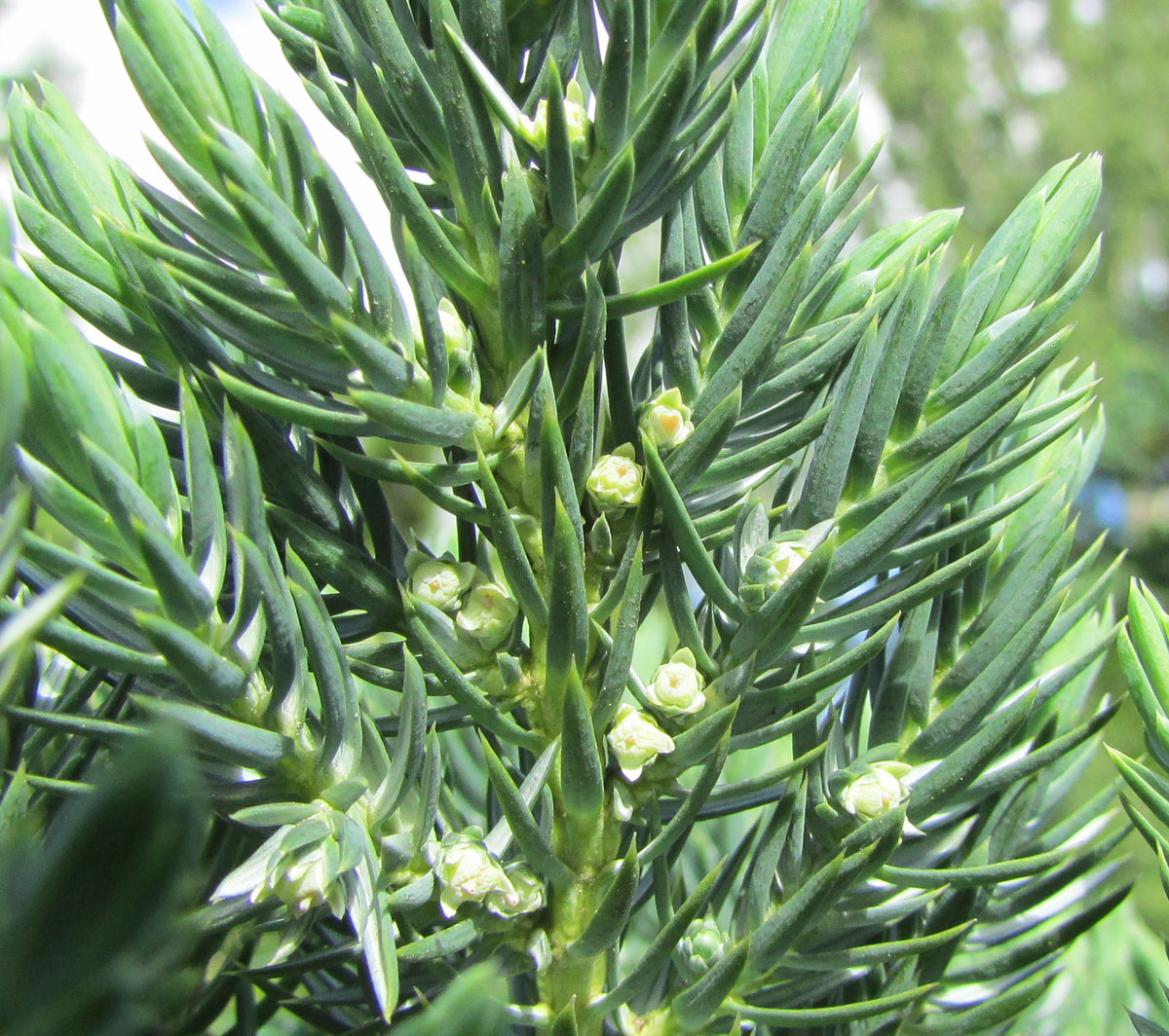 Image of Juniperus squamata specimen.