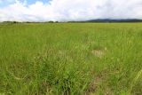 Carex leporina. Плодоносящее растение на лугу. Приморский край, Шкотовский р-н, с. Анисимовка. 18.06.2020.