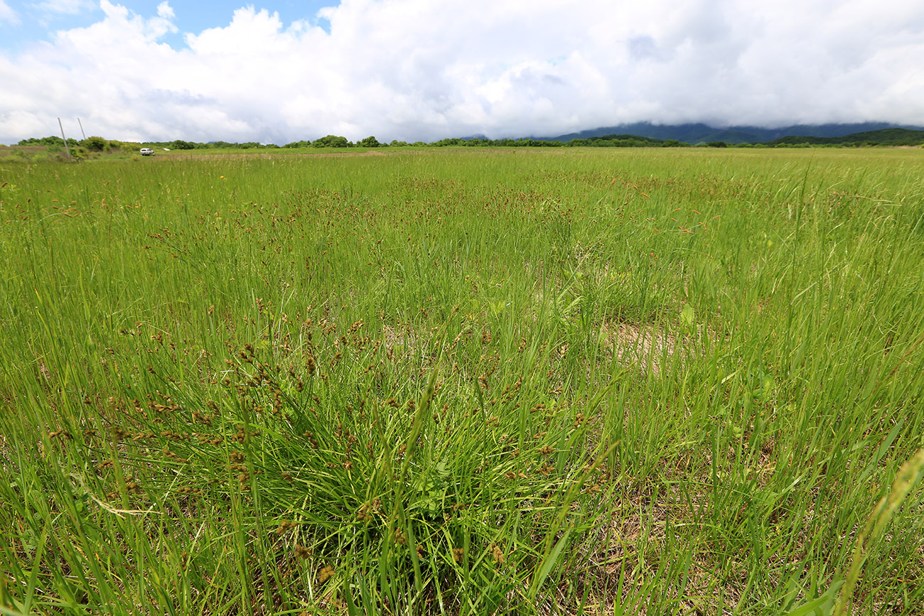 Изображение особи Carex leporina.