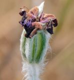 Lychnis coronaria