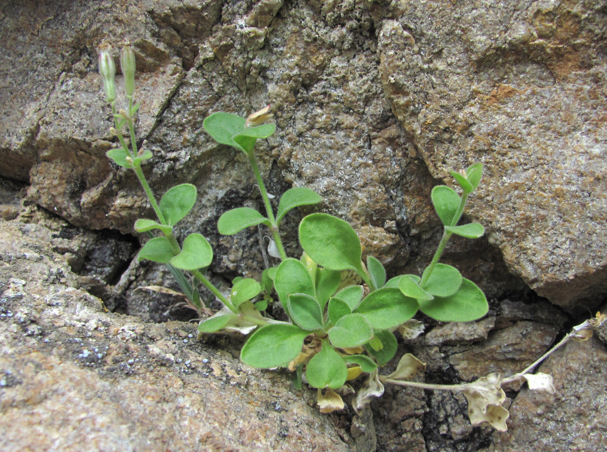 Изображение особи Silene pygmaea.