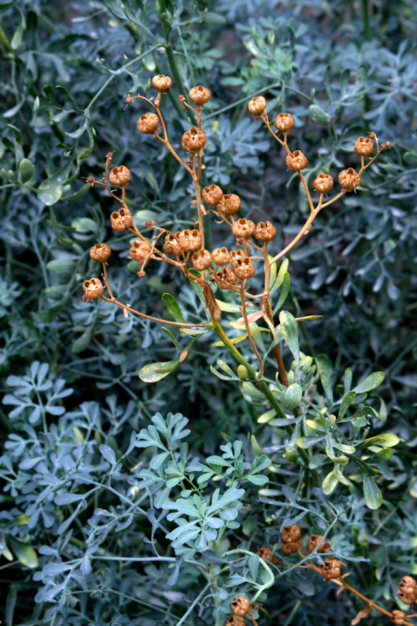 Image of Ruta graveolens specimen.
