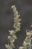 Artemisia vulgaris. Верхушка побега с соцветиями. Крым, Бахчисарайский р-н, окр. с. Речное, территория яблоневого сада. 11.08.2020.