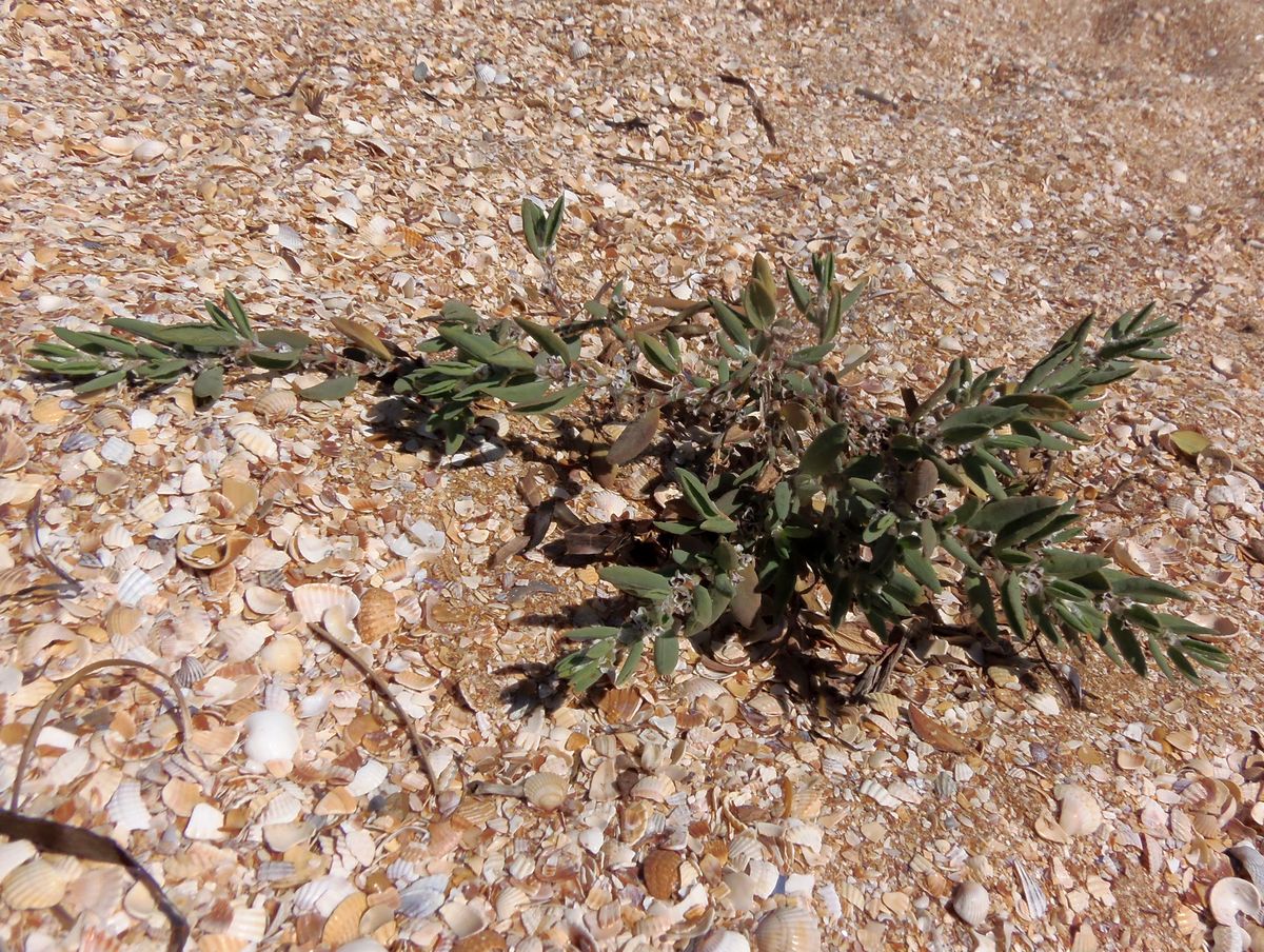 Изображение особи Polygonum maritimum.