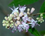 Vitex agnus-castus