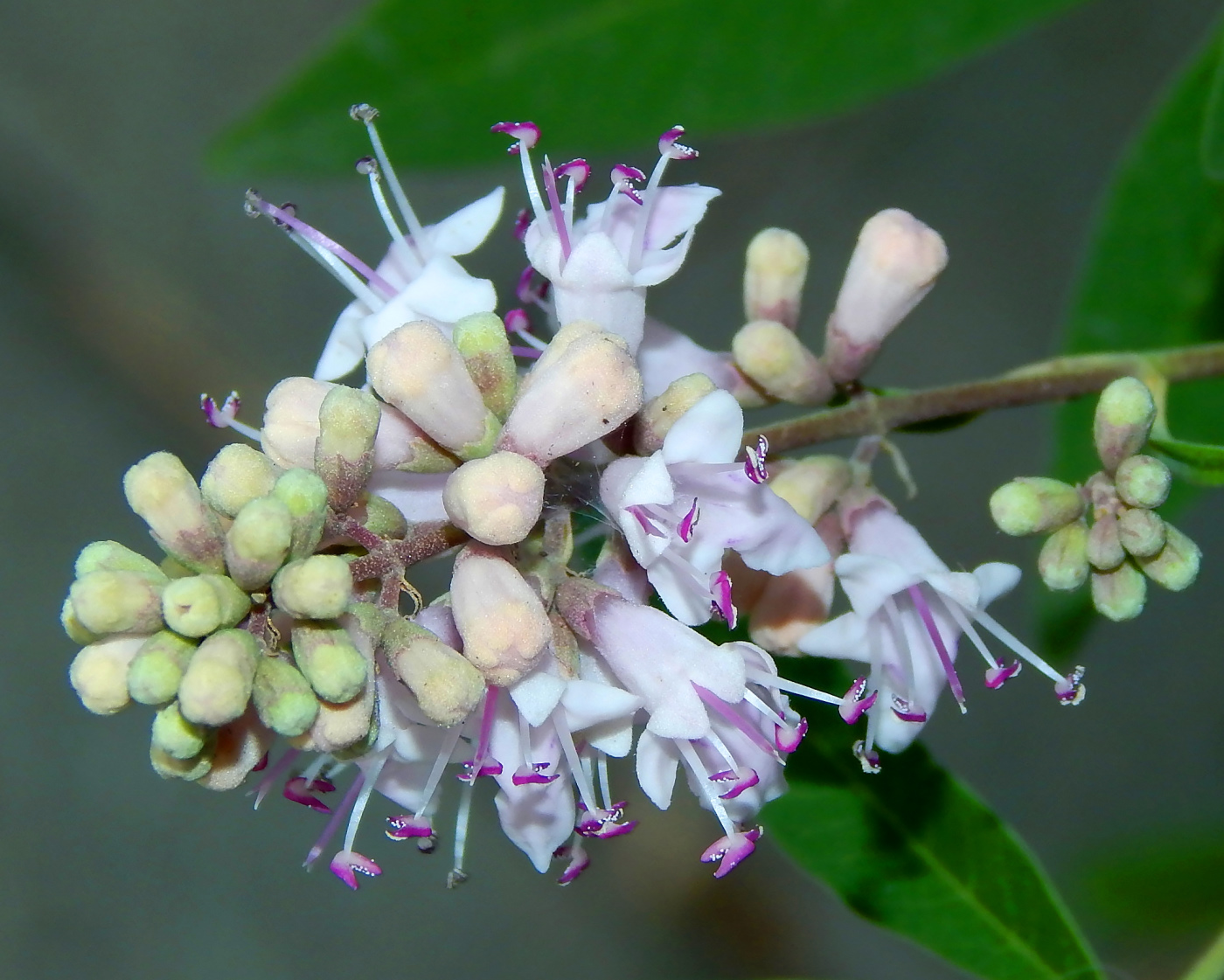 Image of Vitex agnus-castus specimen.