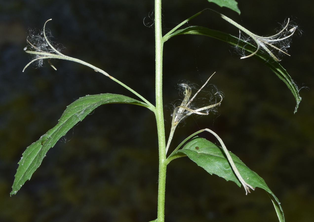 Image of genus Epilobium specimen.