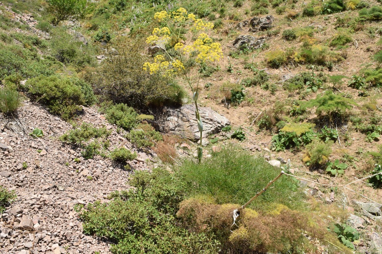 Image of Ferula ugamica specimen.