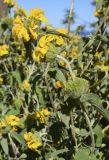 Phlomis floccosa