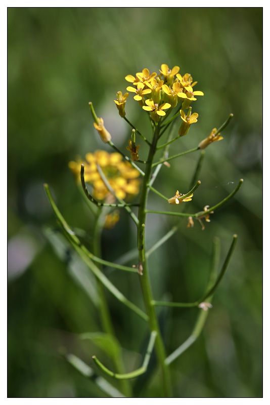 Image of Sisymbrium loeselii specimen.