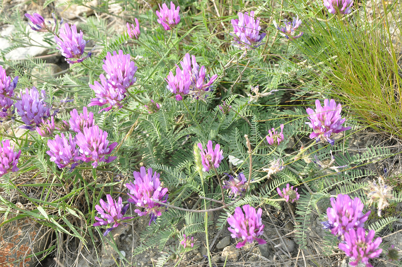 Изображение особи Astragalus onobrychis.