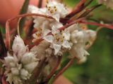 Cuscuta epithymum