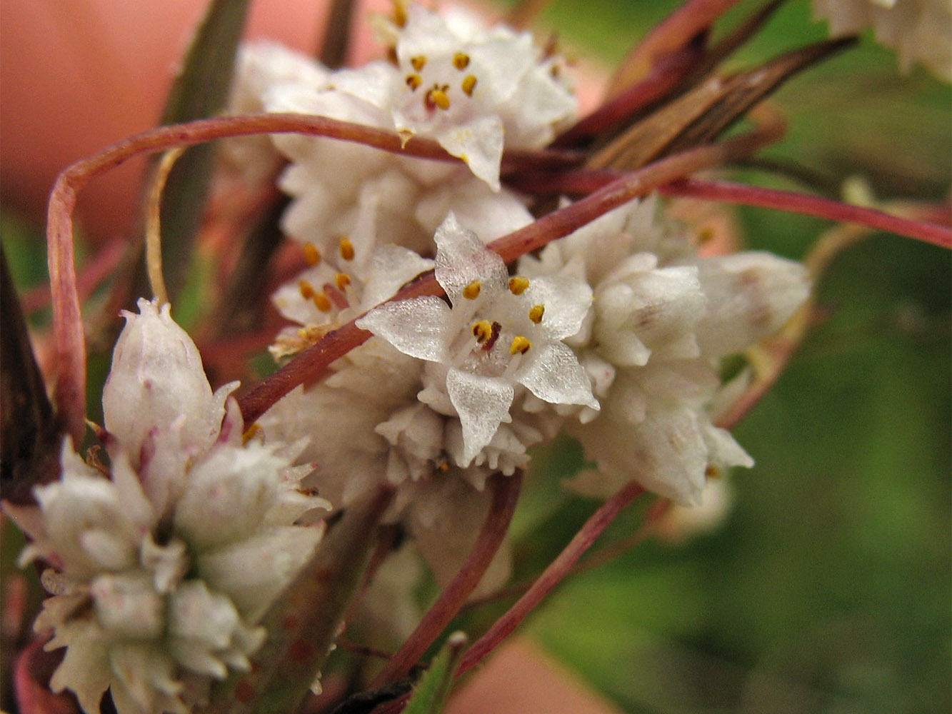 Изображение особи Cuscuta epithymum.