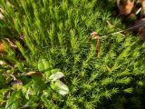 Polytrichum commune