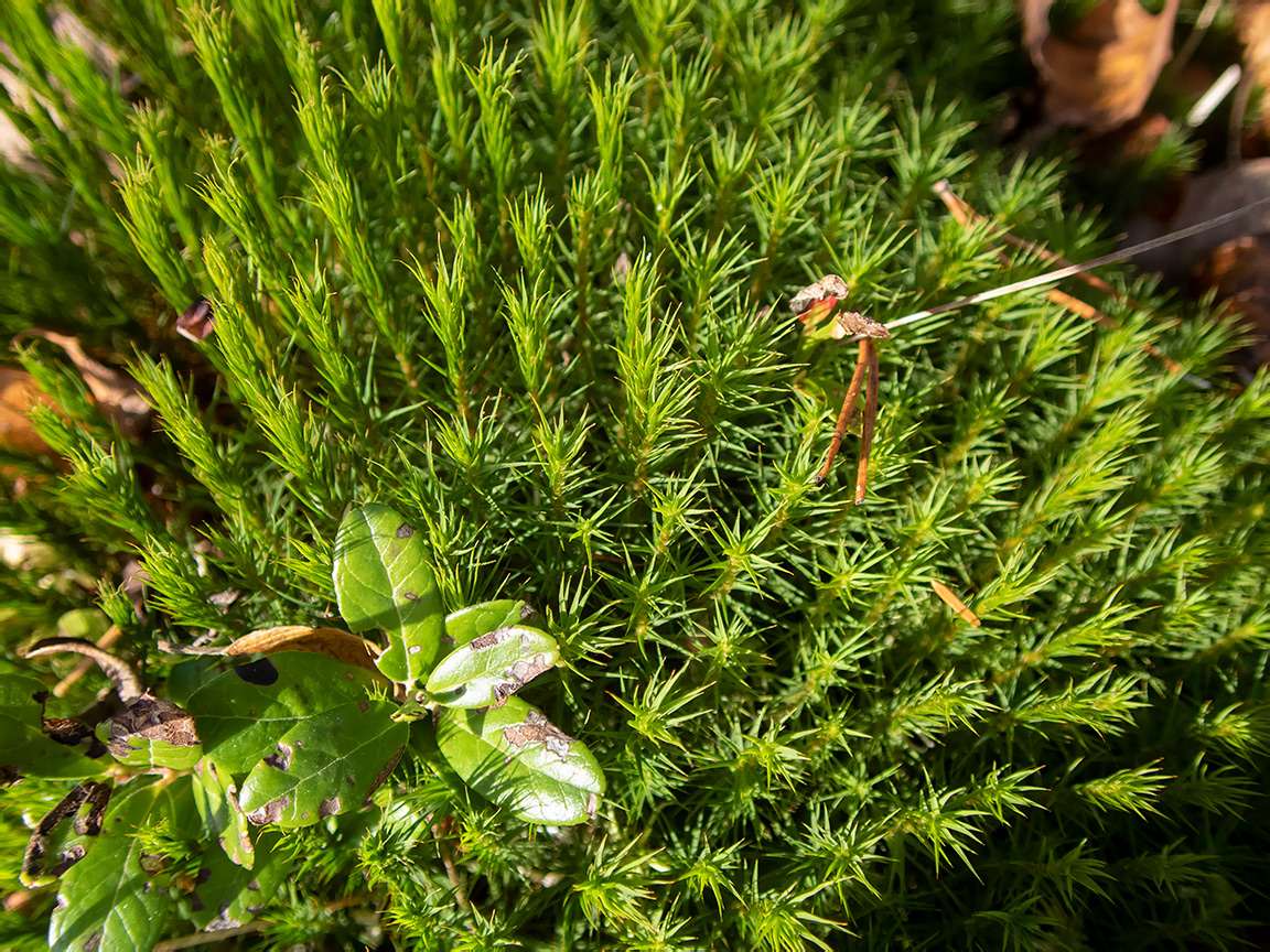 Изображение особи Polytrichum commune.