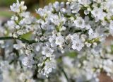 Goniolimon elatum