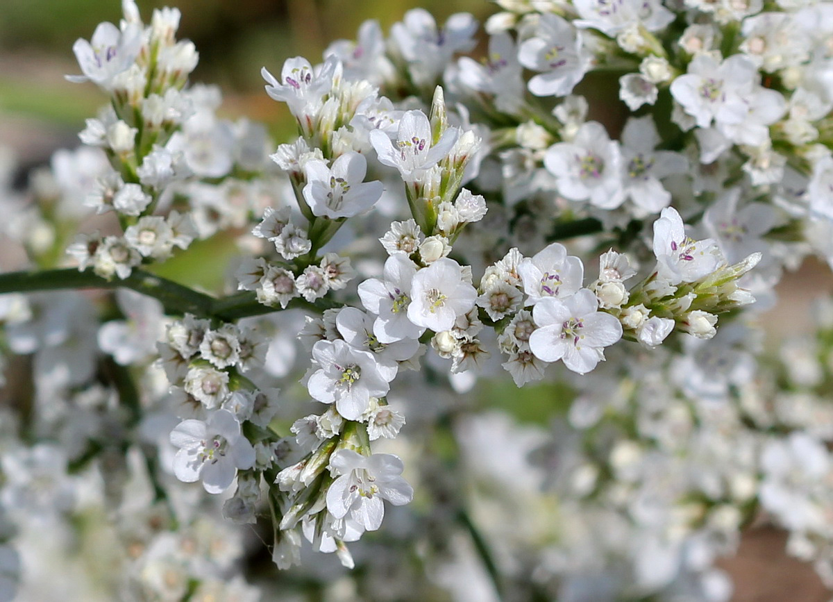 Изображение особи Goniolimon elatum.