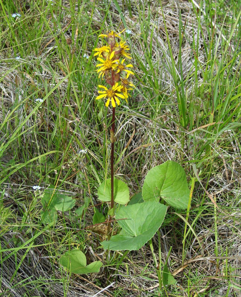 Изображение особи Ligularia sibirica.