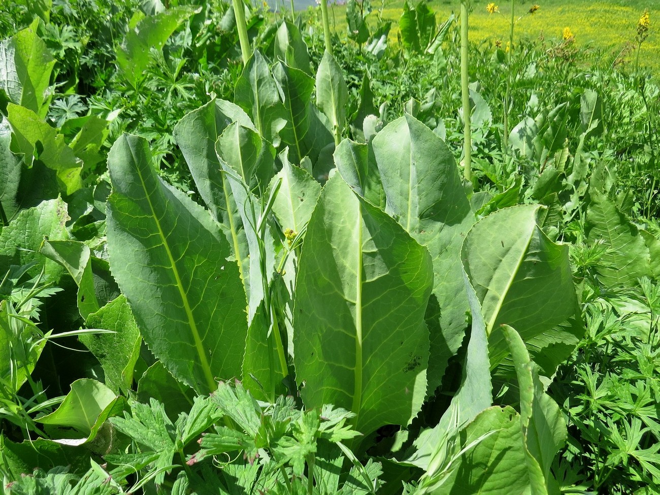 Image of Ligularia heterophylla specimen.