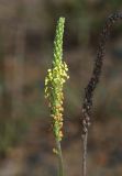 Plantago salsa