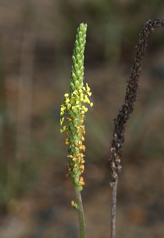 Изображение особи Plantago salsa.