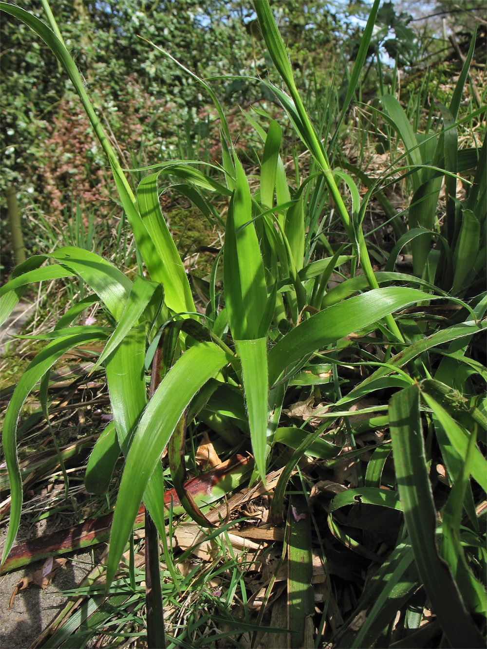 Image of Luzula sylvatica specimen.