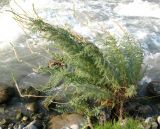 View full-size image Myricaria bracteata
