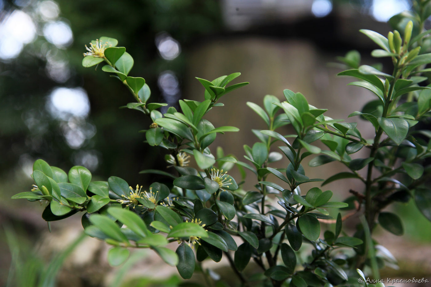 Image of Buxus colchica specimen.