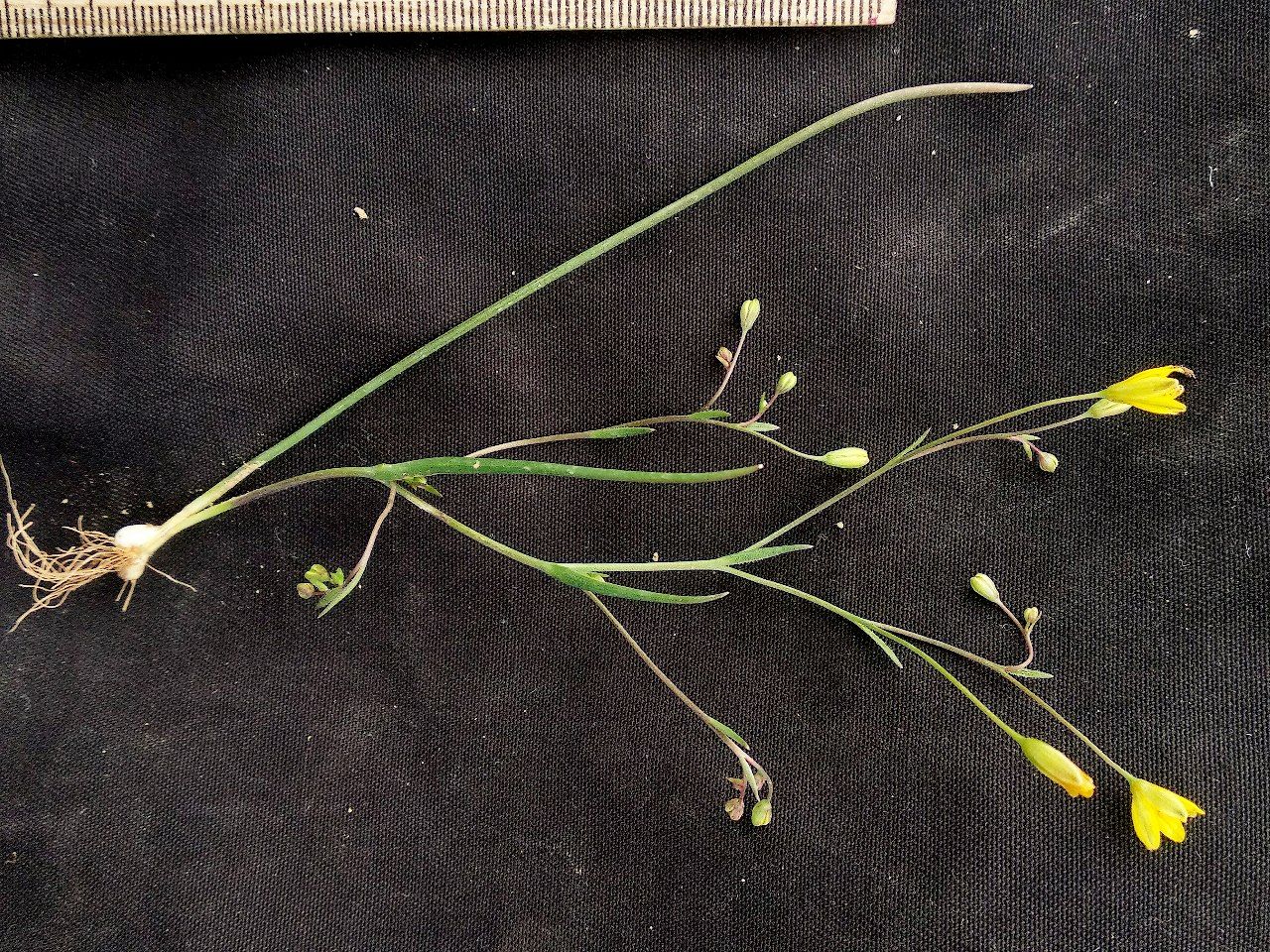 Image of genus Gagea specimen.
