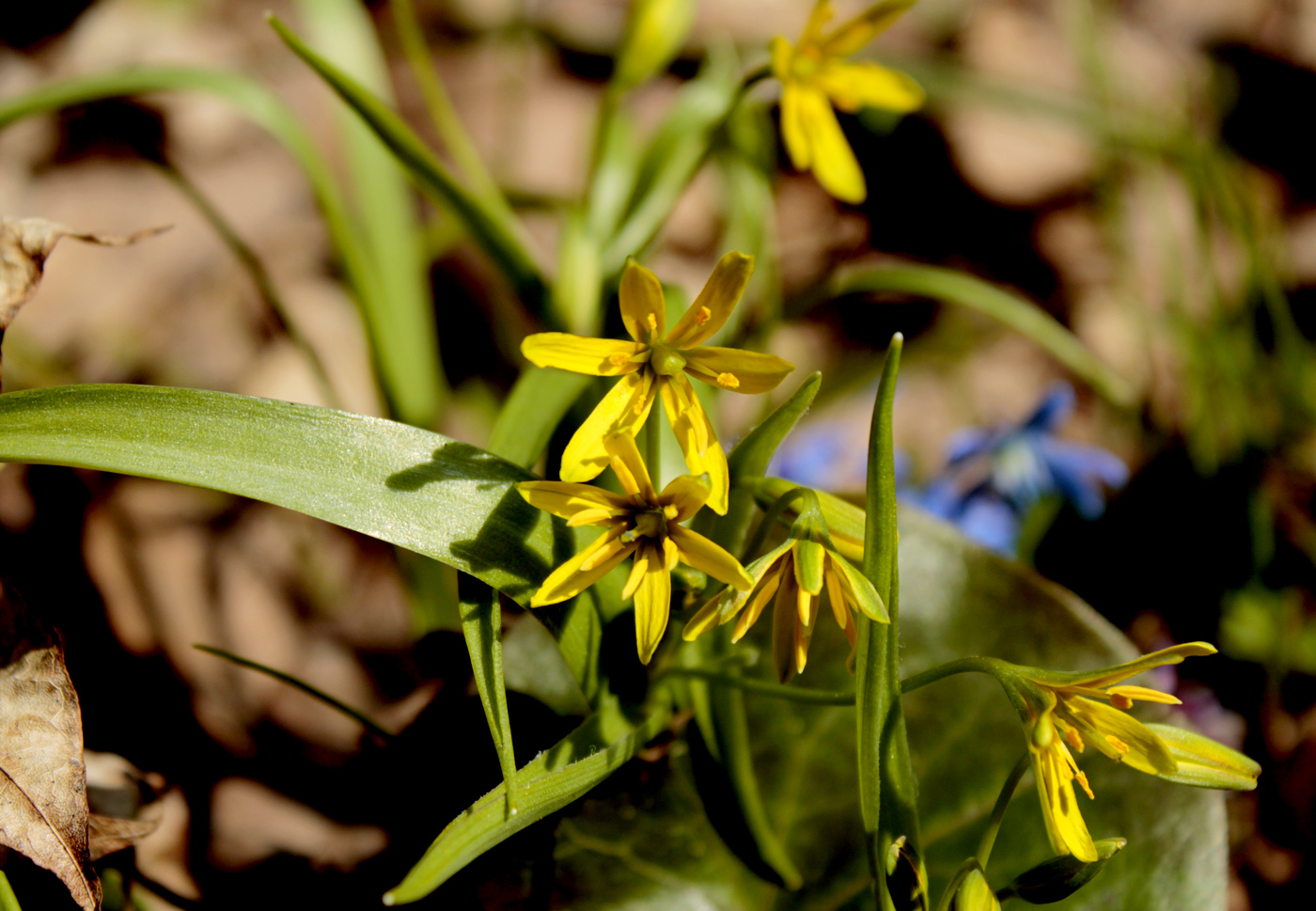 Image of Gagea lutea specimen.