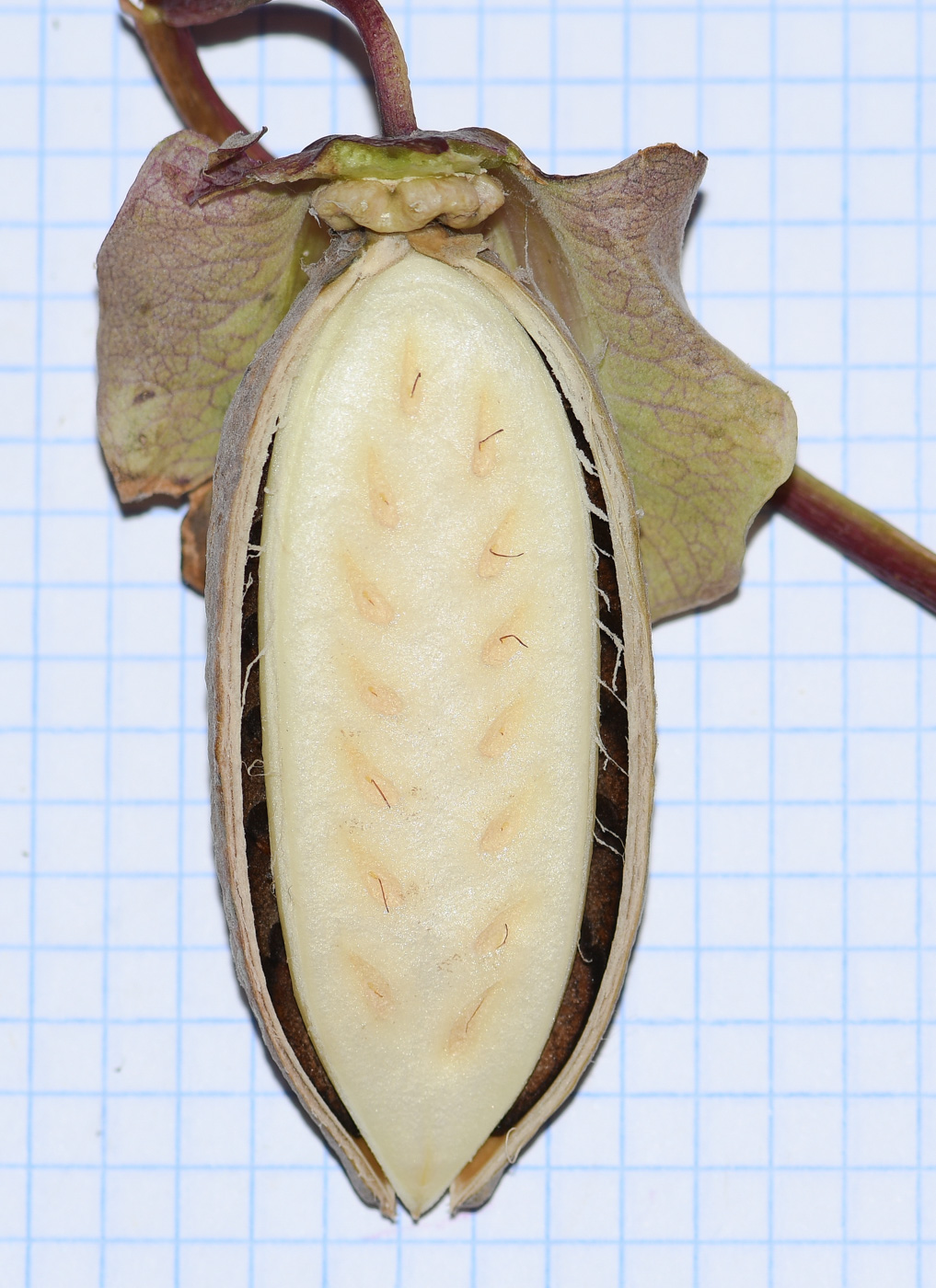 Изображение особи Cobaea scandens.