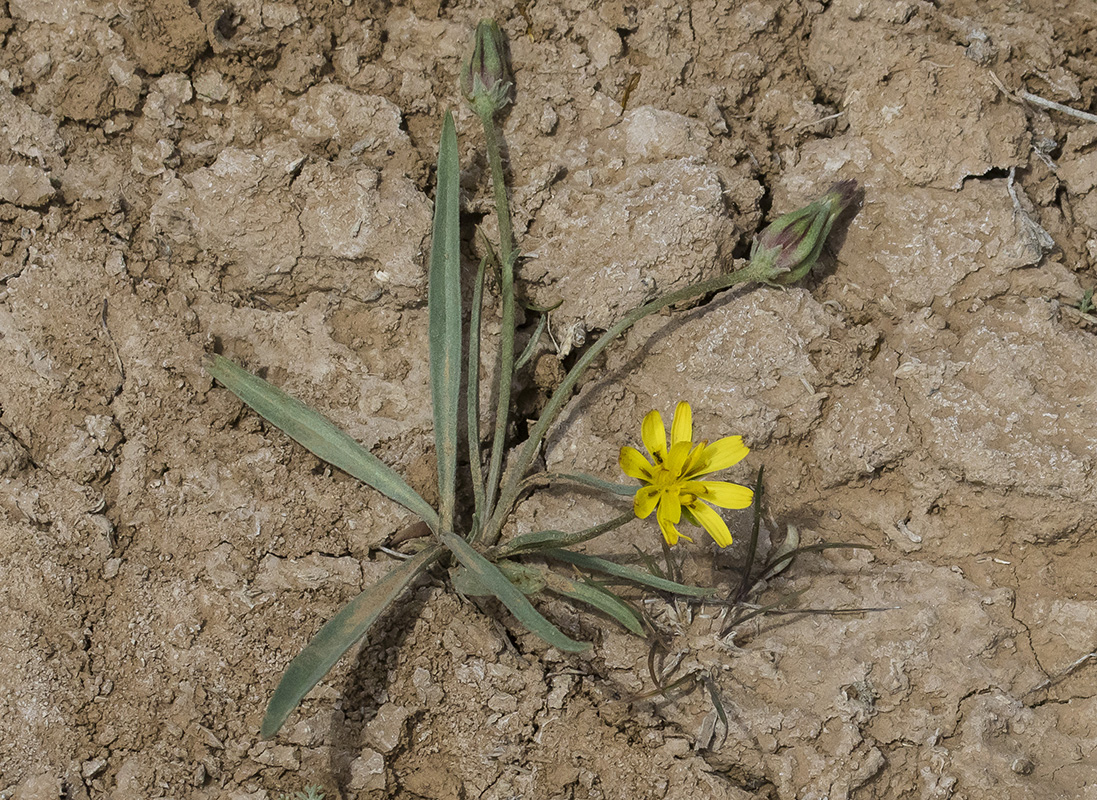 Image of Scorzonera tuberosa specimen.