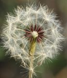 Taraxacum proximum