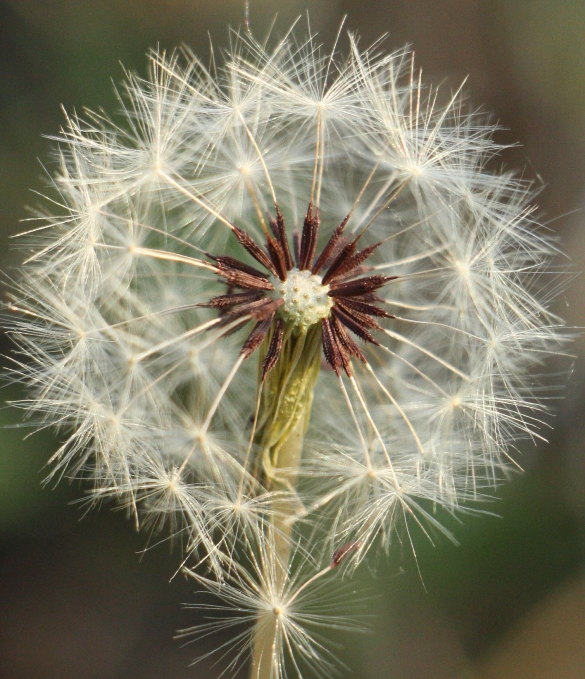 Изображение особи Taraxacum proximum.