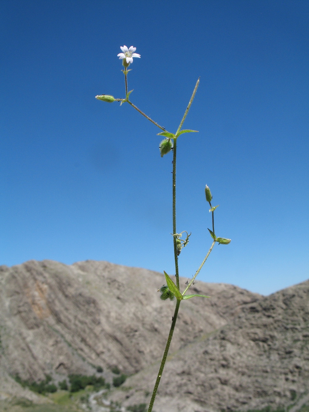 Изображение особи Lepyrodiclis stellarioides.