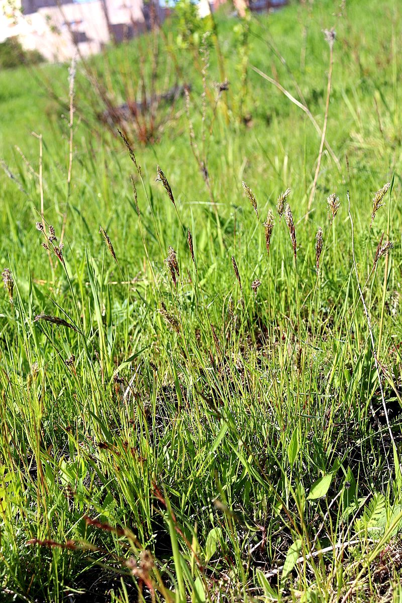 Image of Anthoxanthum odoratum specimen.