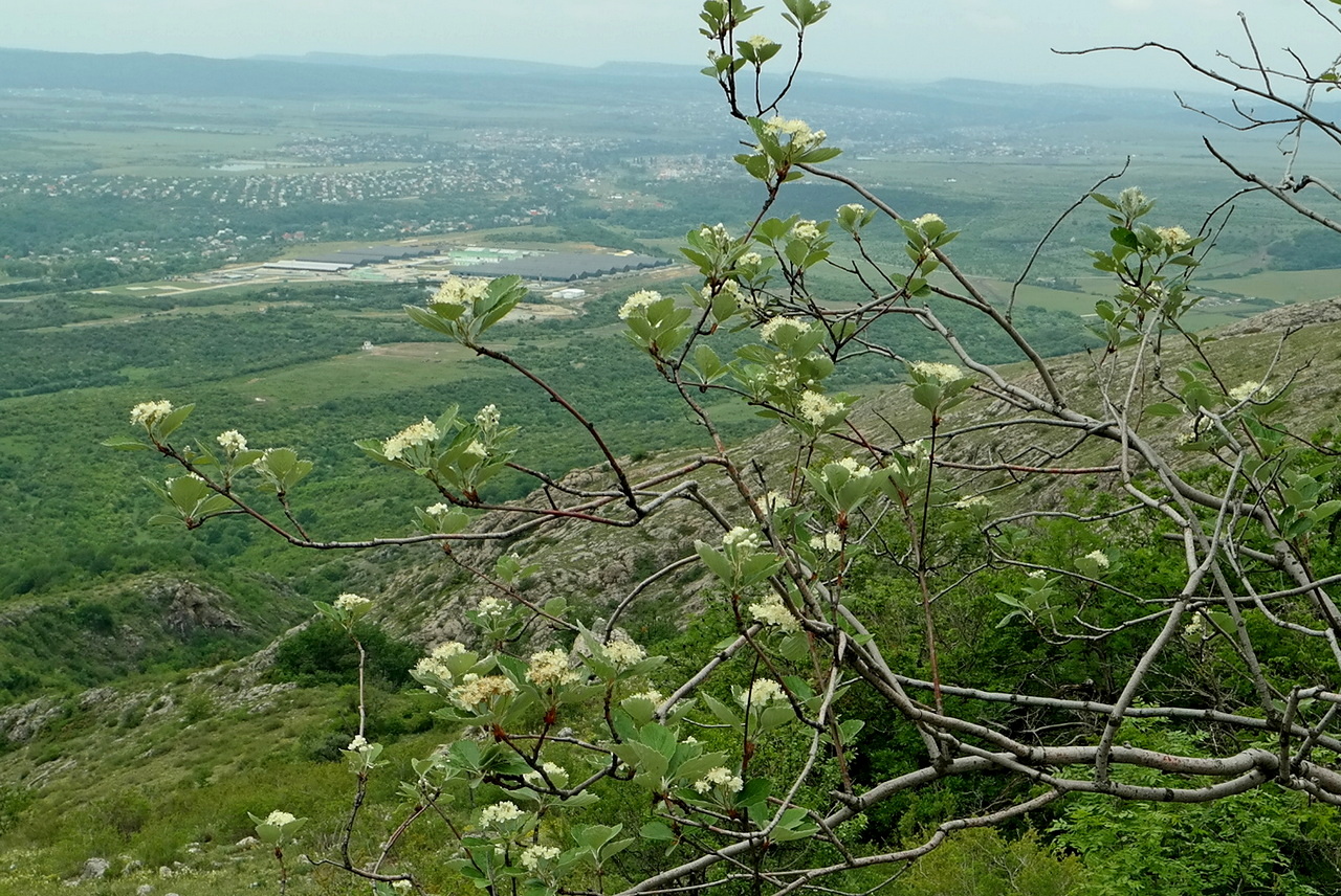 Image of Sorbus taurica specimen.