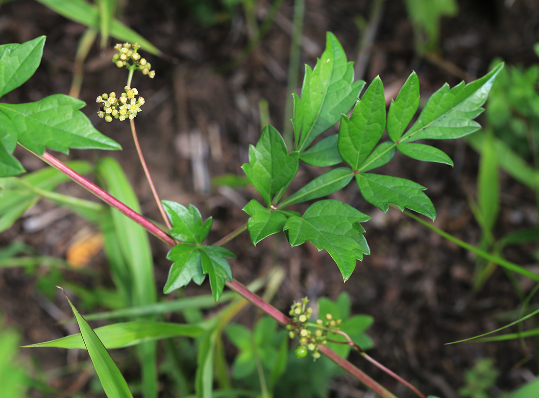 Image of Ampelopsis japonica specimen.