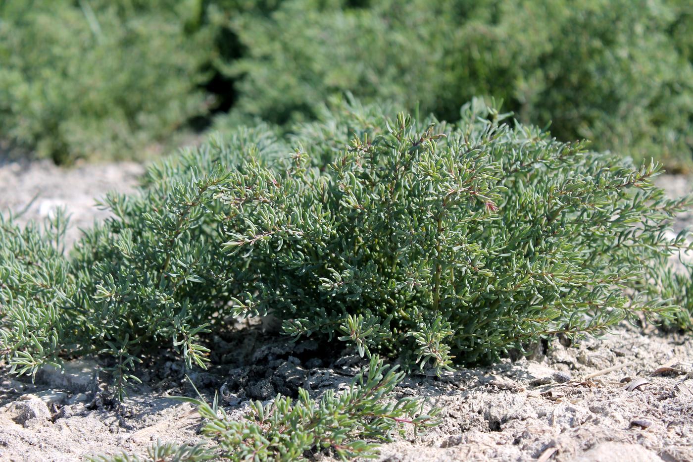 Image of Suaeda crassifolia specimen.