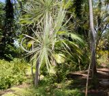 Dracaena marginata