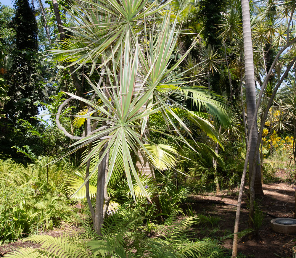 Image of Dracaena marginata specimen.