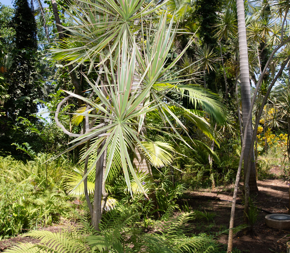 Изображение особи Dracaena marginata.