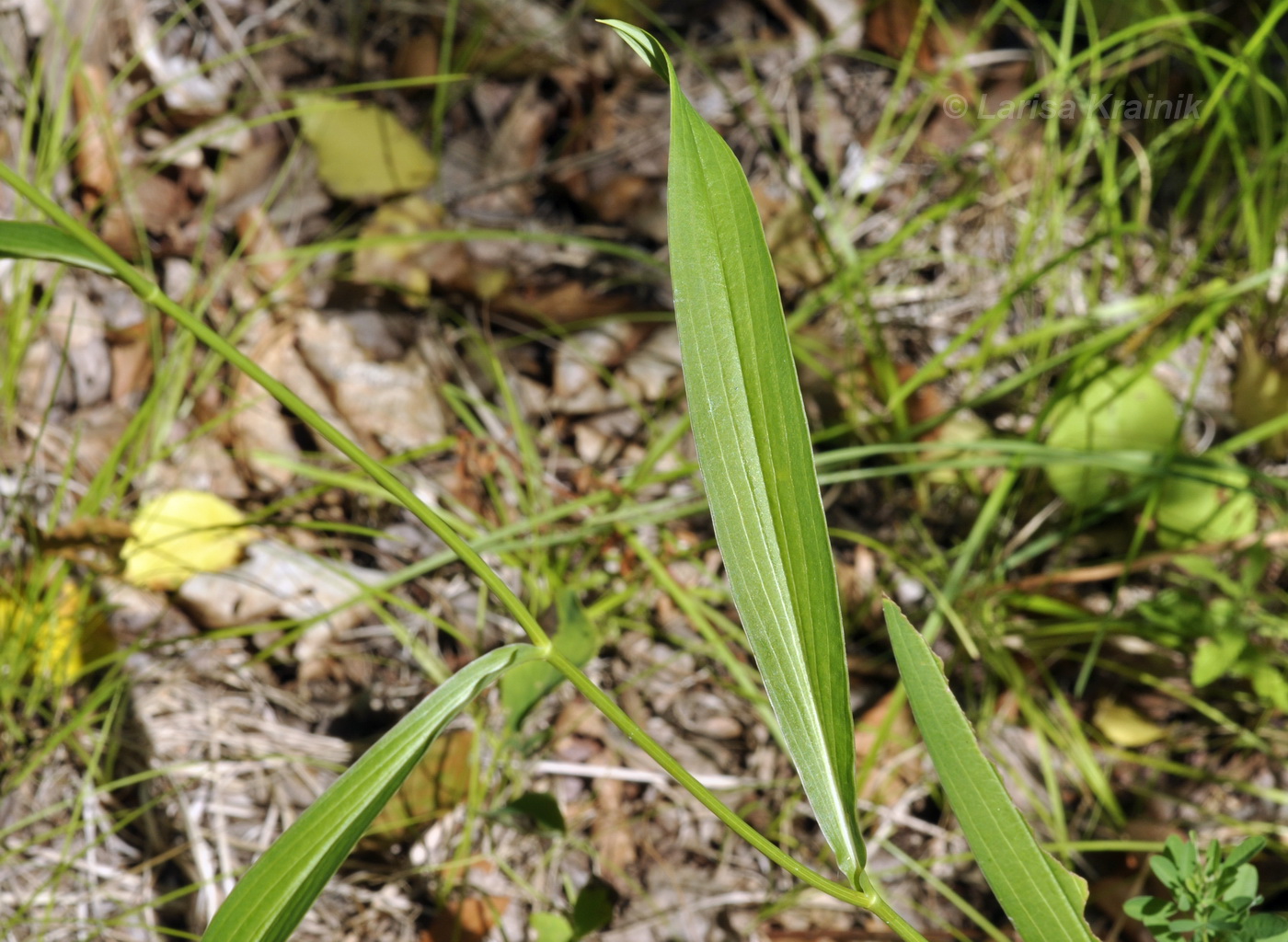 Изображение особи Bupleurum komarovianum.