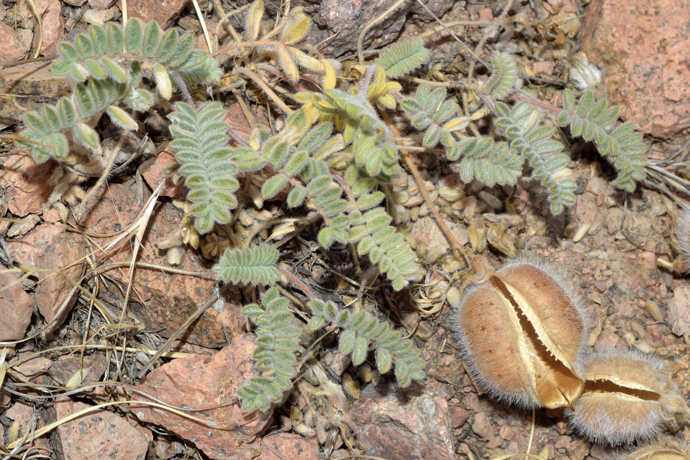 Image of Oxytropis fedtschenkoana specimen.