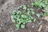Malva pusilla. Вегетирующее растение. Республика Алтай, Усть-Коксинский р-н, окраина с. Верх-Уймон, берег реки. 30 июля 2020 г.